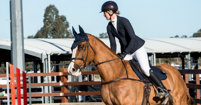 What to Feed an Off the Track Thoroughbred in the First Few Months