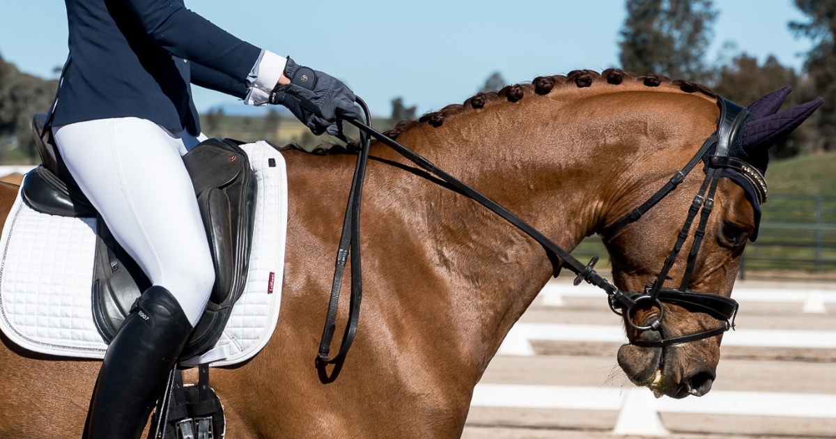 Groundwork Exercises For Horses That Actually Make A Difference