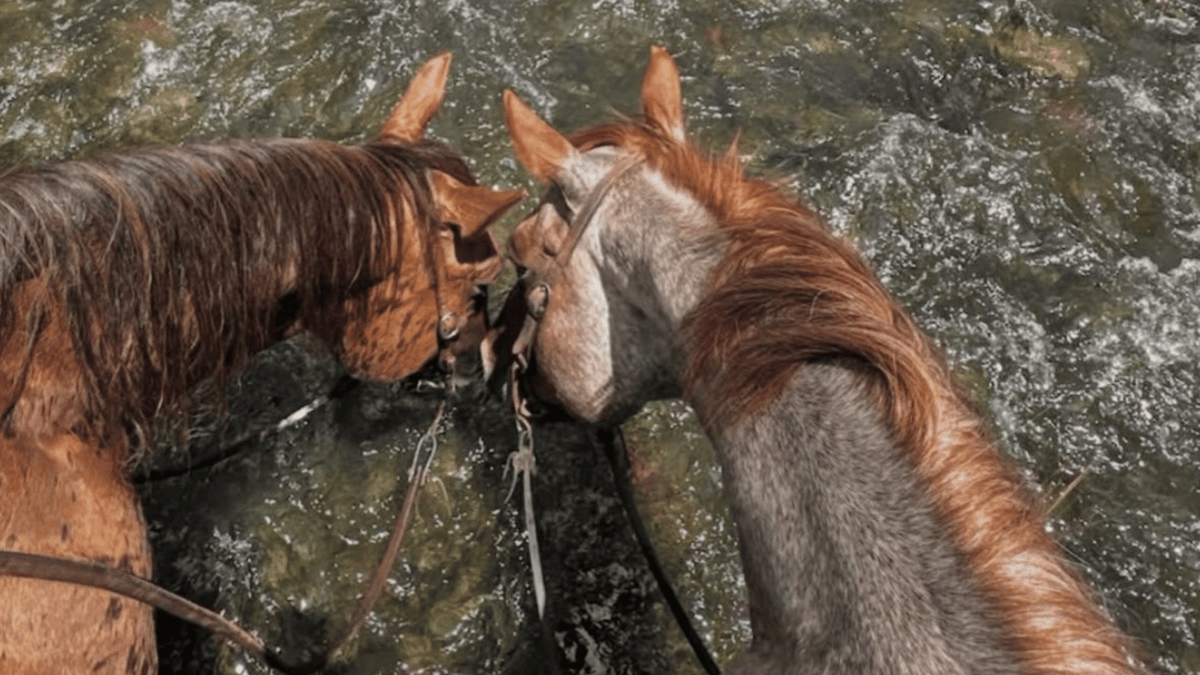 How to Cool Down a Horse After Exercise (Without Overthinking It)