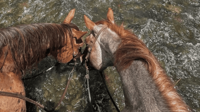 How to Cool Down a Horse After Exercise (Without Overthinking It)