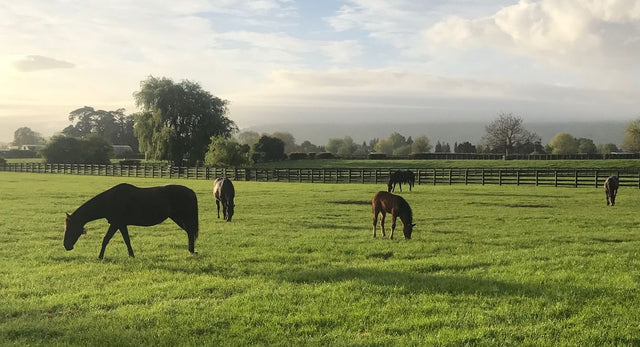 Your first week with an off the track thoroughbred
